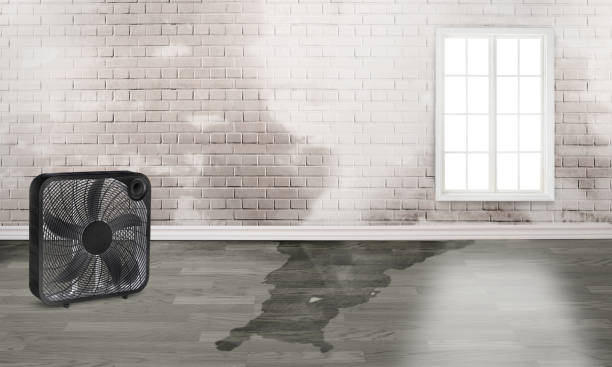  Agler Estates, FL Water damage restoration Pros