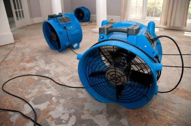 Best Local water damage restoration  in Agler Estates, FL